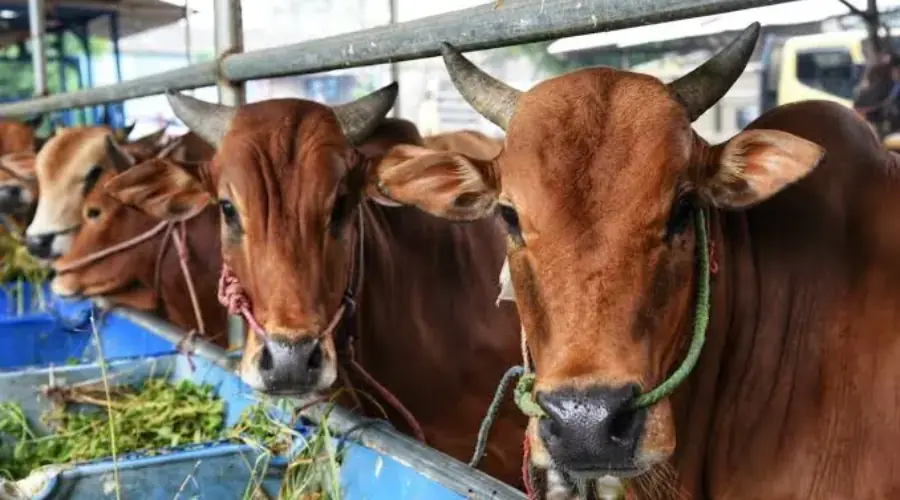 Gambar Artikel Dosen Parasitologi UM Surabaya Ungkap Cara Mengenali Hewan Kurban yang Sehat Jelang Idul Adha