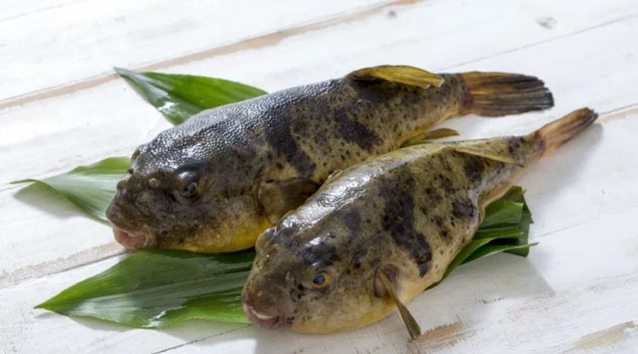Gambar Artikel Mengapa Ikan Buntal Tidak Boleh Dikonsumsi? Ini Kata Dosen UM Surabaya